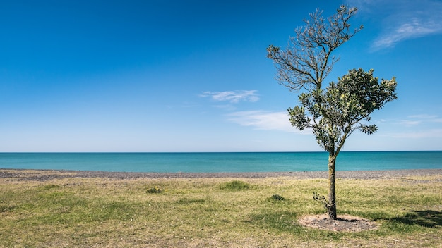 Coastal scenery with solitary tree