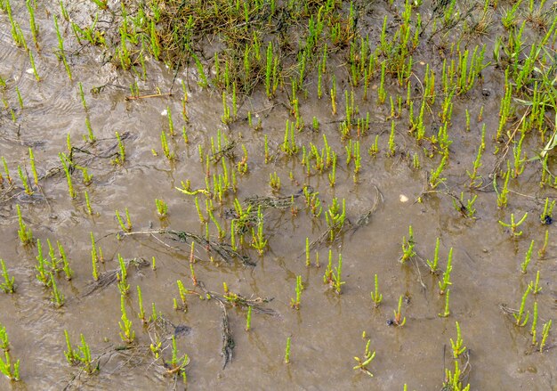 растительность прибрежных водно-болотных угодий