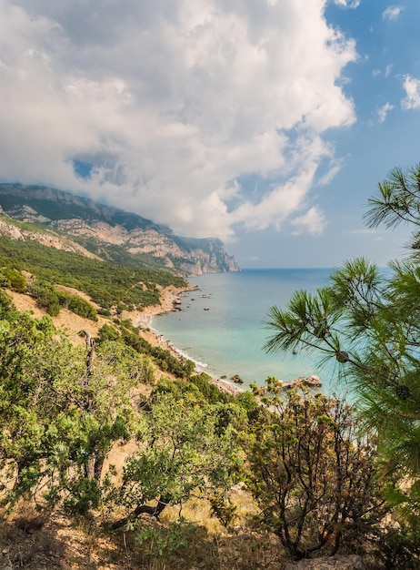 Coastline with pine trees