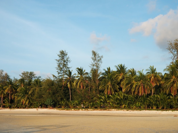 Coastline with sandy beach and palm trees on a tropical island.