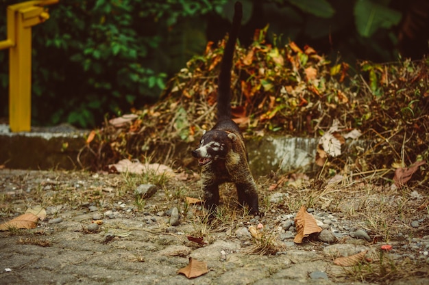 CoatÃ­; animal wild life in Costa Rica.