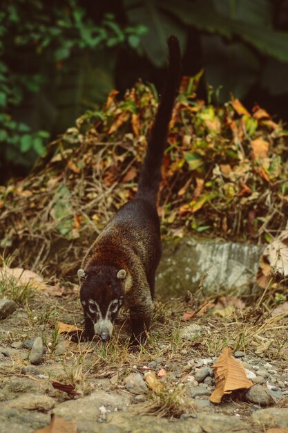 CoatÃ­; animal wild life in Costa Rica.