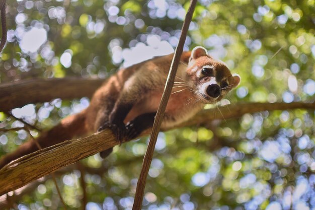 Coati balanced between the branches #2