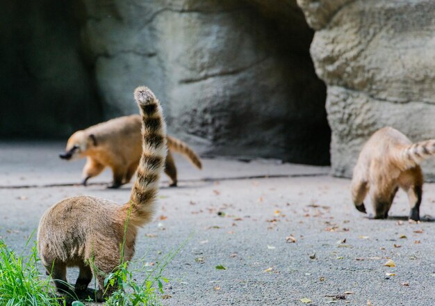 Foto coati bij de rots in het bos