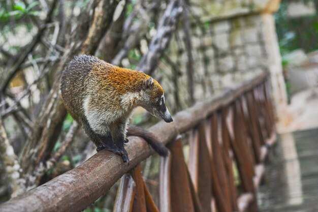 Coati klaar om te springen