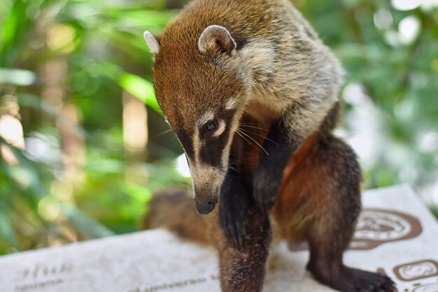 Coati krabt zichzelf