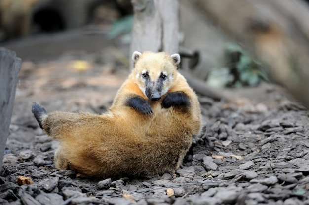 The coati (Nasua) a predator from South America