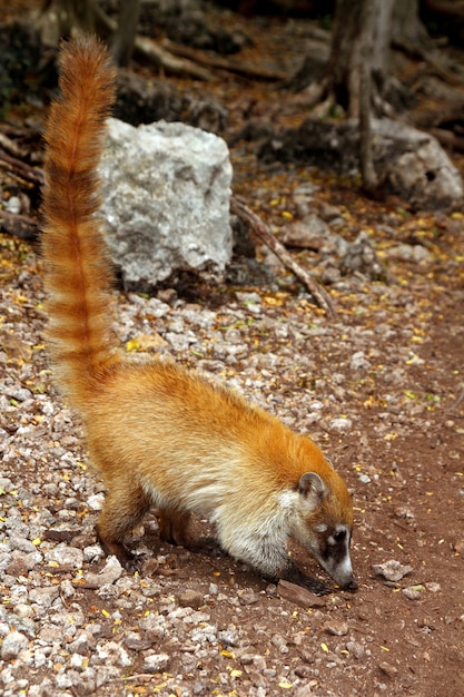 Coati 반지 꼬리 Nasua Narica 동물