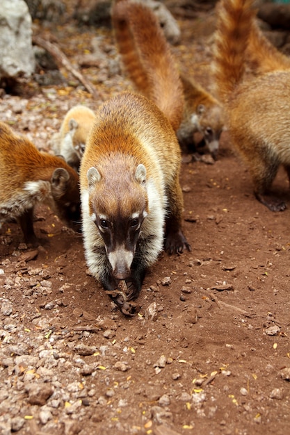 Photo coati ring tailed nasua narica animal