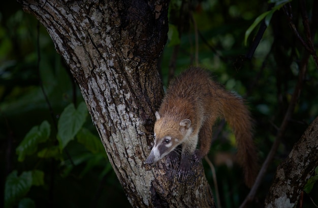 Coati of the Yucatan Peninsula Mexico