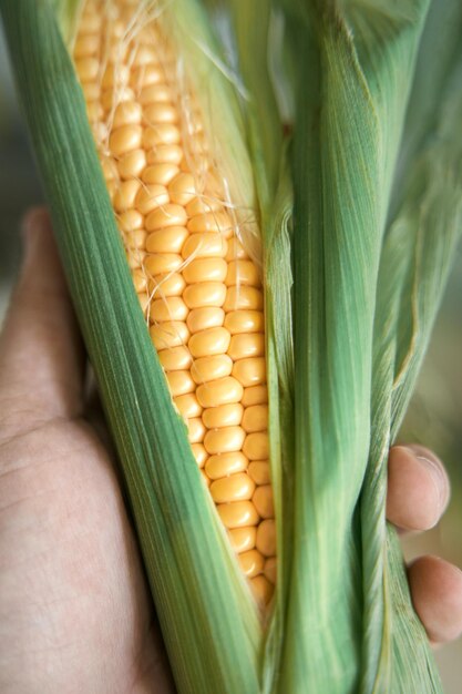 Cob of corn in hand holding fresh and tasty corn cob sweetcorn with green leaves