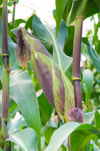 畑で収穫する準備ができている茎の紫色の新鮮なトウモロコシの穂軸農業畑の茎のトウモロコシの穂軸