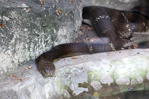 Photo a cobra is crawling in a cage in the botanical garden ho chi minh city vietnam