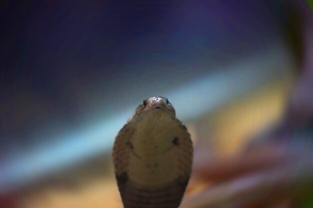 Cobra snake before try to show hood on blur background