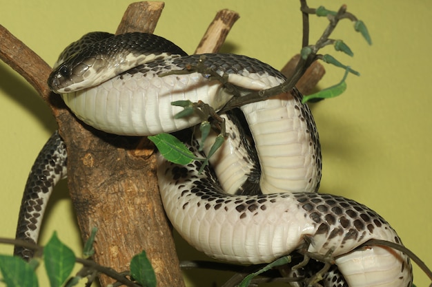 The Cobra snake on stick tree at thailand