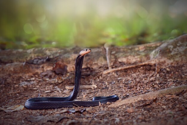 Cobra nella foresta topica