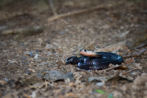 Cobra in topical forest