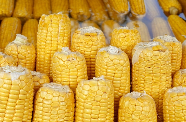 Cobs of boiled corn in water