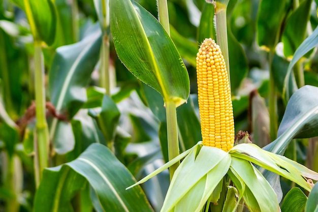 Cobs of juicy ripe corn in the field closeup The most important agricultural crop in the world Corn harvesting Growing food A bountiful harvest