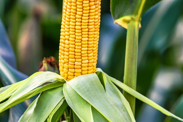 Cobs of juicy ripe corn in the field closeup The most important agricultural crop in the world Corn harvesting Growing food A bountiful harvest