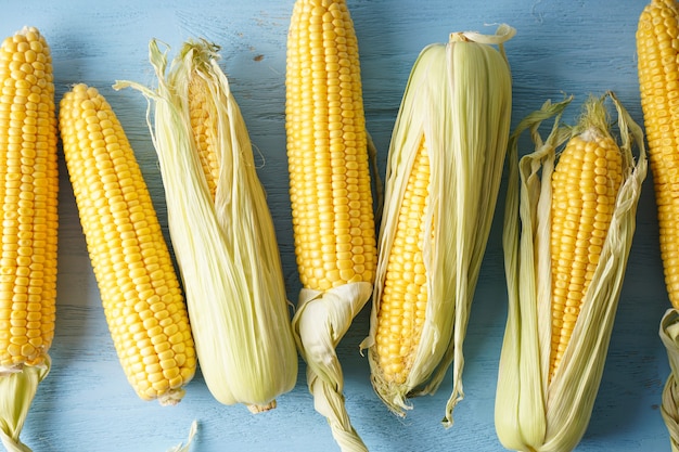 Cobs of ripe raw corn on blue wooden background. Flat lay.