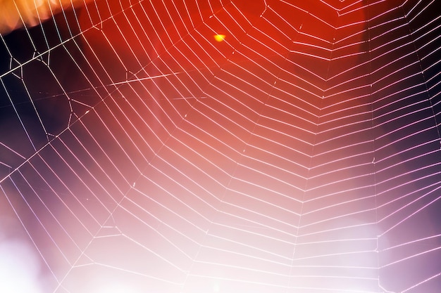 Cobweb an abstract background