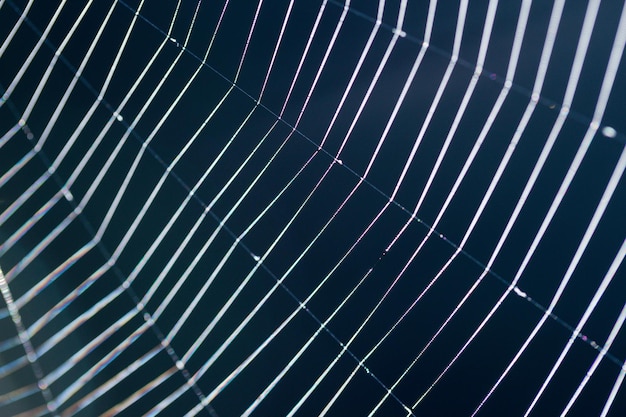 Cobweb an abstract background