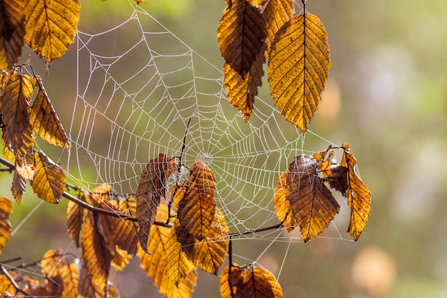 Photo a cobweb  among brown dry leaves in the woods. autumn day in the woods