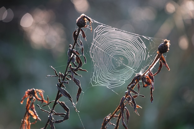 Photo cobweb on an autumn meadow in backlight. beauty in nature