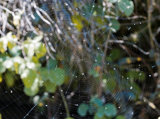 Cobweb on a colorful background