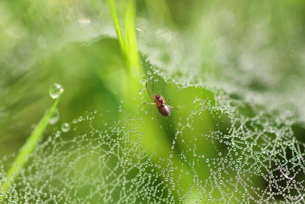 Cobweb dew drop of water