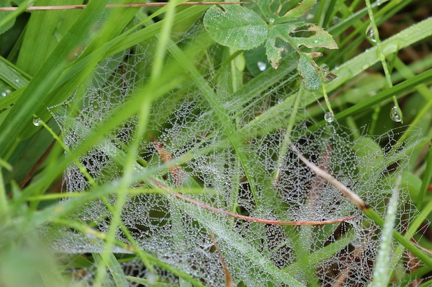 Cobweb dew drop of water