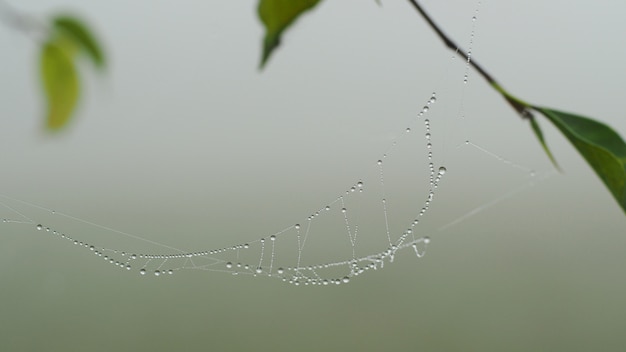 Cobweb dewy in de ochtend