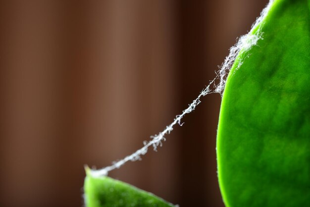 Cobweb on green leaf flower in the room