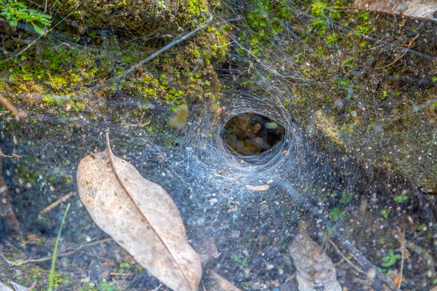 Cobweb hole in the temples of Copan Ruinas Honduras