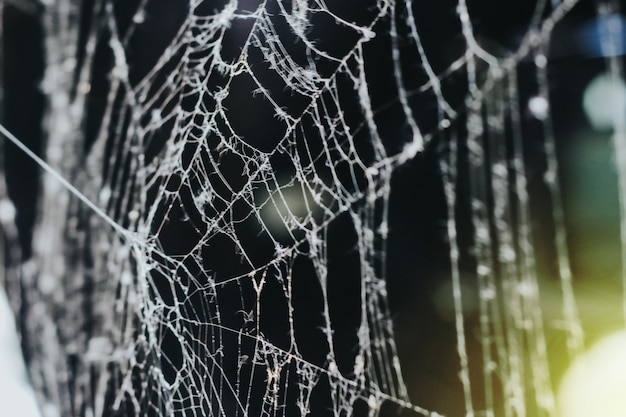 Cobweb in the morning. close-up on a dark background. white cobweb