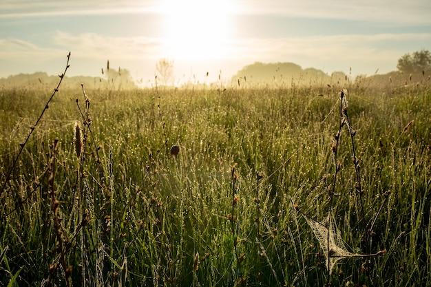 Cobweb and spider in the early morning at dawn Summer weather green grass and fog Summer