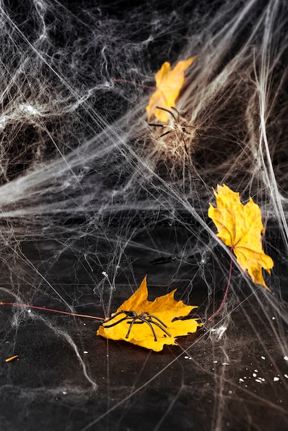 黒い背景に対するコブウェブまたはスパイダーのウェブ