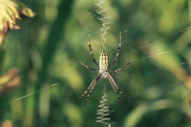 Павутина или пауковая паутина на естественном фоне Капли росы на пауке
