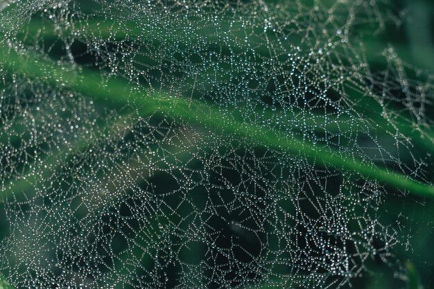 自然の背景の蜘蛛の網 露の滴が蜘蛛の上に落ちる