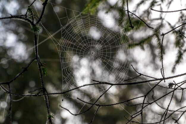 Photo cobweb with defocused background of wild forest