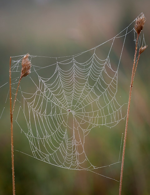 Cobwebs in the morning dew