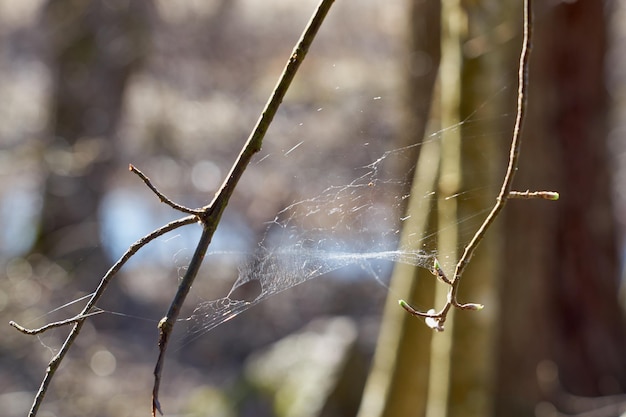 Cobwebs between tree branches in the forest