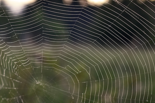 Cobwebs in the woods at dawn