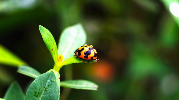 Coccinella resting on a green leaf and wet with dew