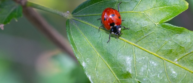 Coccinellidae op een groen blad van een plant