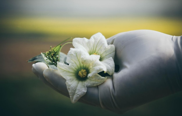 Foto coccinia cordifolia cogn o telakucha medicinale fiore in mano