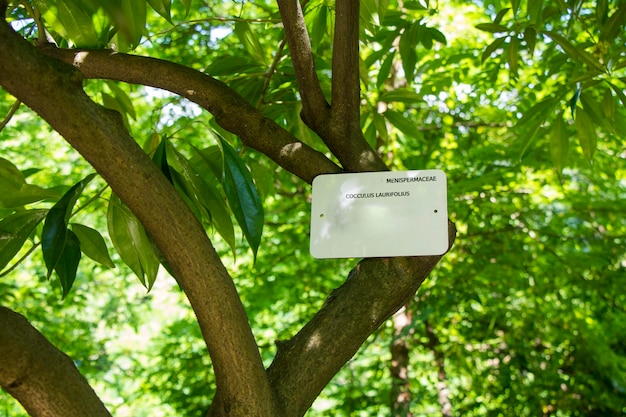 植物園のCocculusLaurifoliusの木