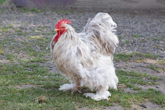 Cochin rooster or Vietnamese rooster on the grass