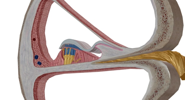 Photo the cochlea is the p of the inner ear involved in hearing